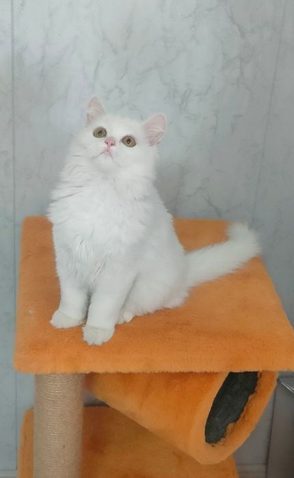 Котенок Британская Длинношерстная