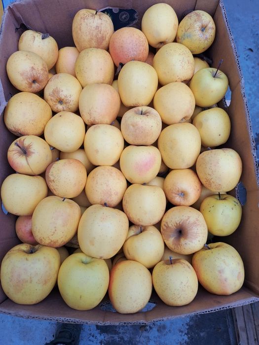 Vând mere producție 2025