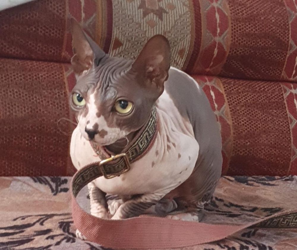 Кошка сфинкс продаеться