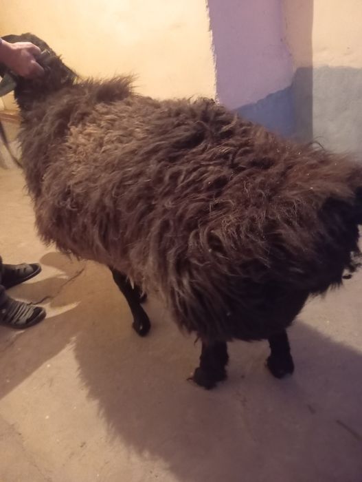 1 dona semiz solu qoy sotiladi