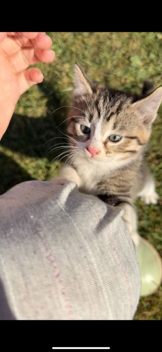 Хадияга (Даром) Кошка ребенок маленький