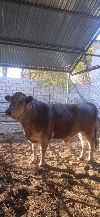 Zotdor buqacha  sotiladi