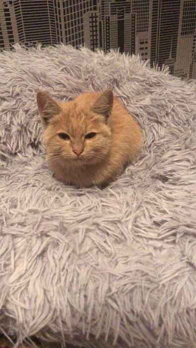 котенок,отдам в хорошие руки