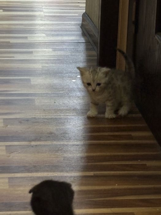 Продаются котята Бритнскйи фолд