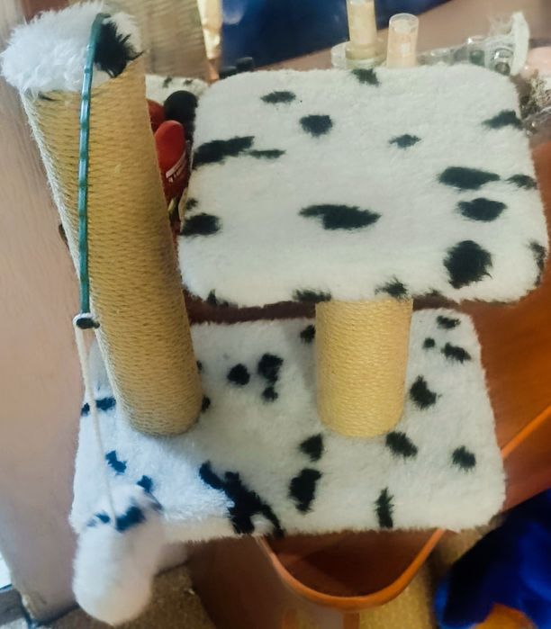 Когтеточка. Цвет Далматинец