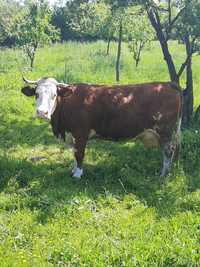 Vand vaca, baltata romaneasca, 7 ani, gestanta in luna 6.