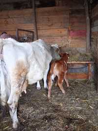 Vând vacă bălțată românească vu vițel fătată recent,mai multe detalii
