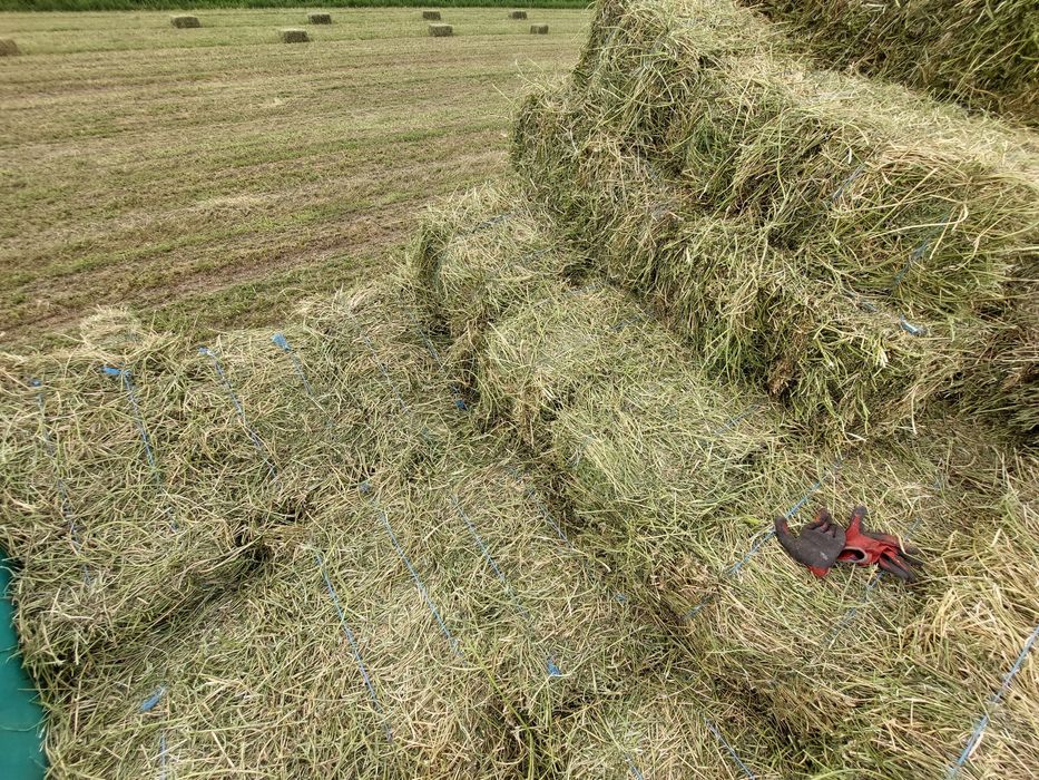Vând baloti de lucerna, otava si fan pe plasa