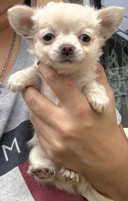 Chihuahua cu pedigree Fci