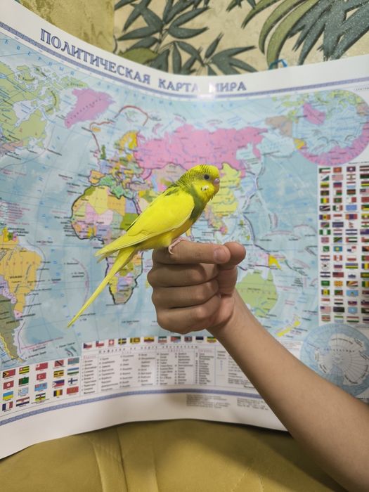 Ручной волнистый попугаи