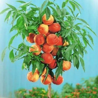 Pomi fructiferi pitici
