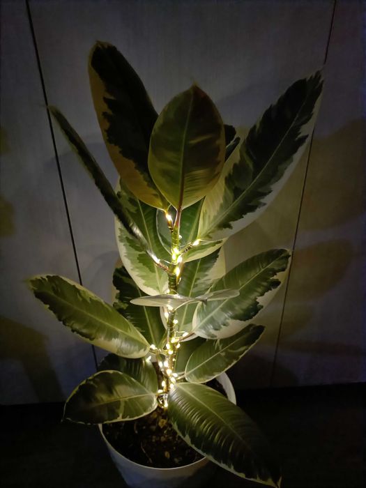 Ficus în degrade cu leduri luminoase