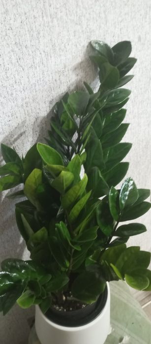 Продам сортовой замиокулькас