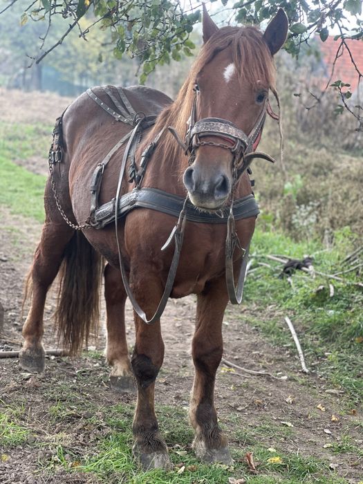 De vanzare manz 2 ani