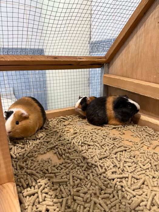 Морская свинка Oylasi sotiladi 1ta para va bolasi 1dona