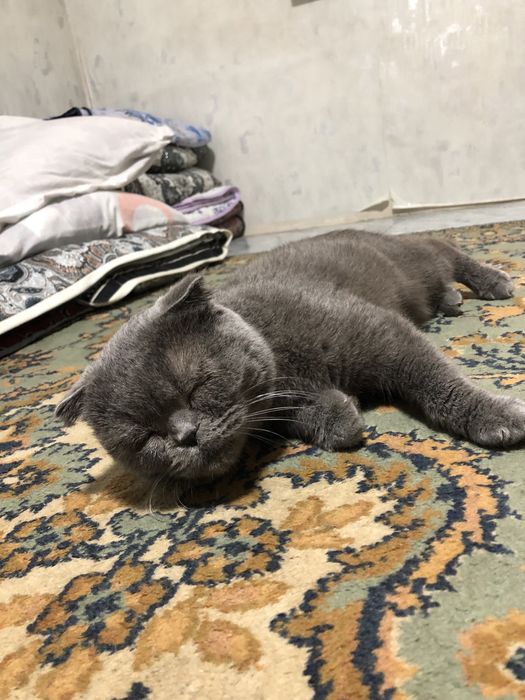 Шотландская вислоухая кошка