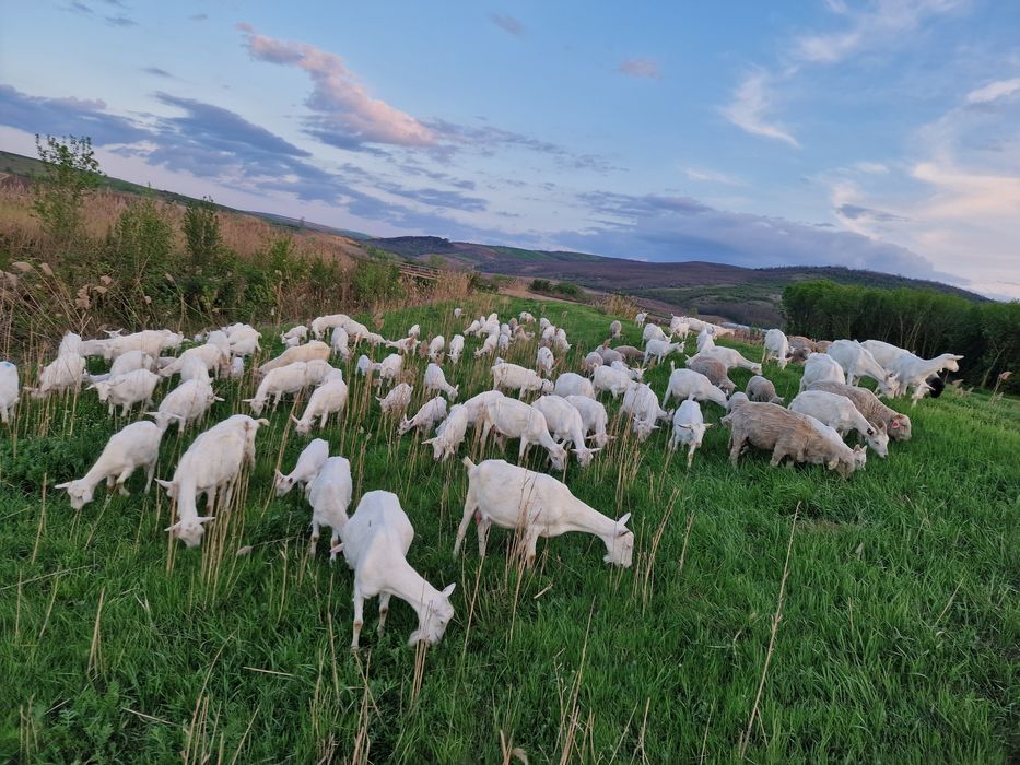 Capre saanen cu certificat de origine 78 de capete