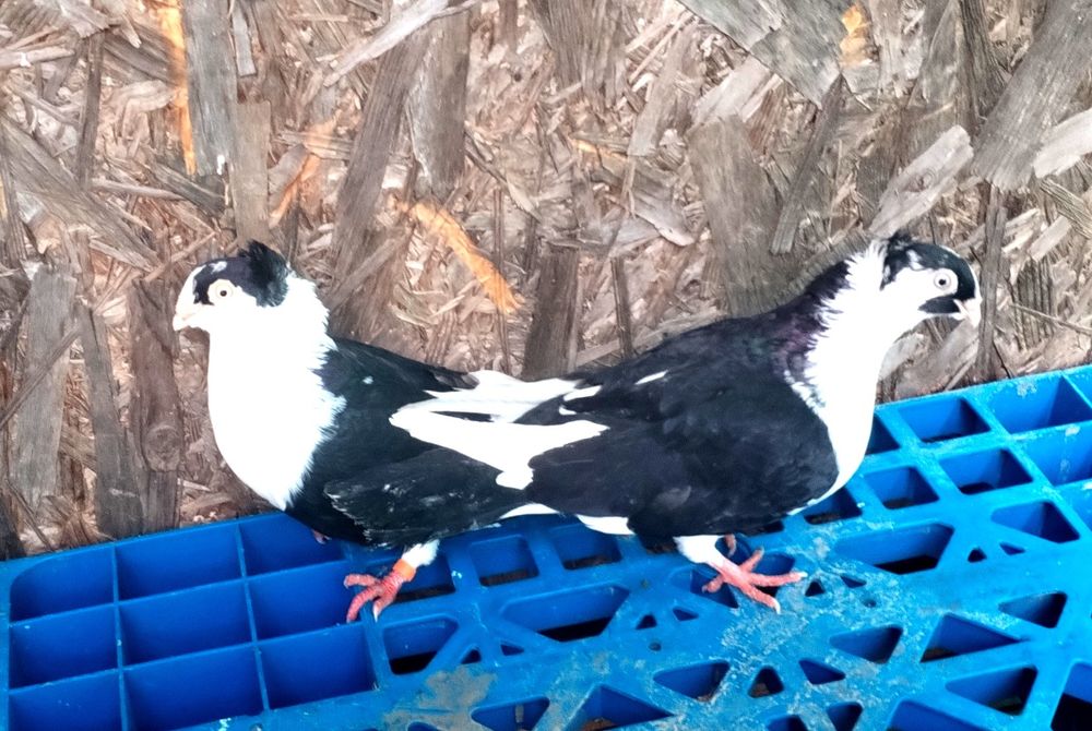 jucatori de galati cu joc și zbor