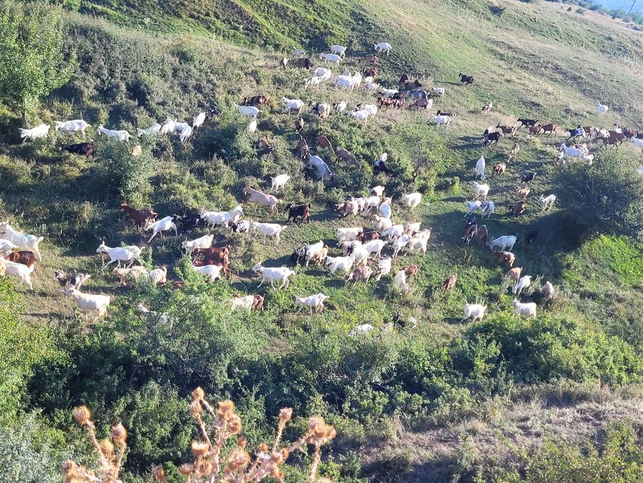 Vînd capre de ținut,numai tinere