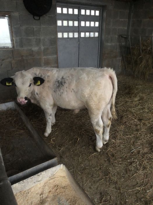 Tauras albastru belgian