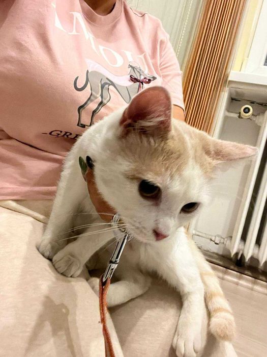 КОТАК търси любящ дом