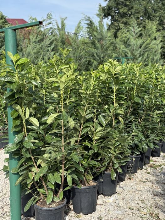 Vand plante ornamentale de calitate extra