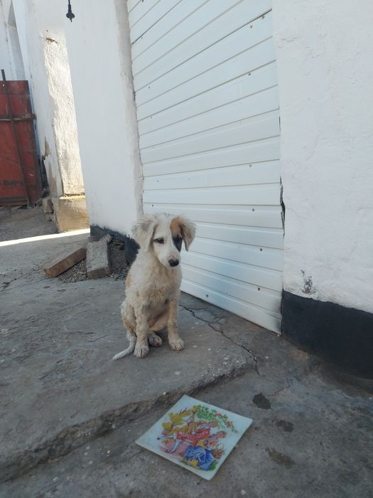 Отдам щенят в добрые руки