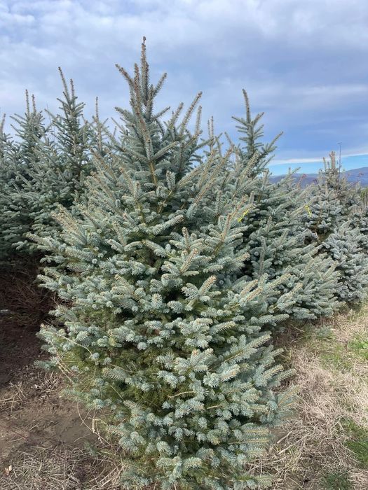 Mesteacăn  / tei / brad