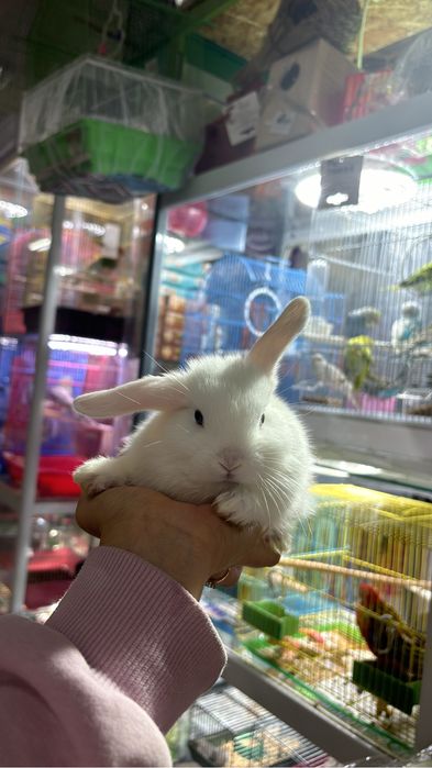 Декортативные кролики