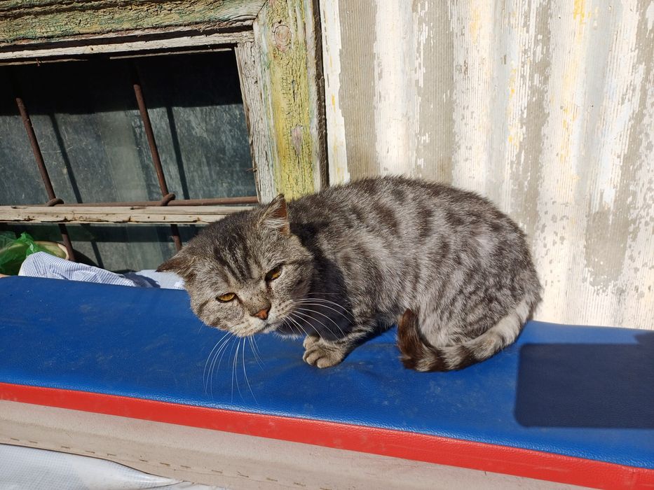 Кот Эдуард срочно ищет ответственных хозяев