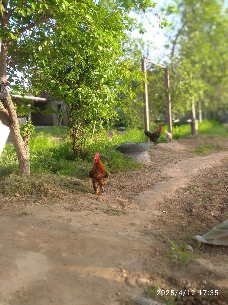 Xoʻrozlar soni 2 ta