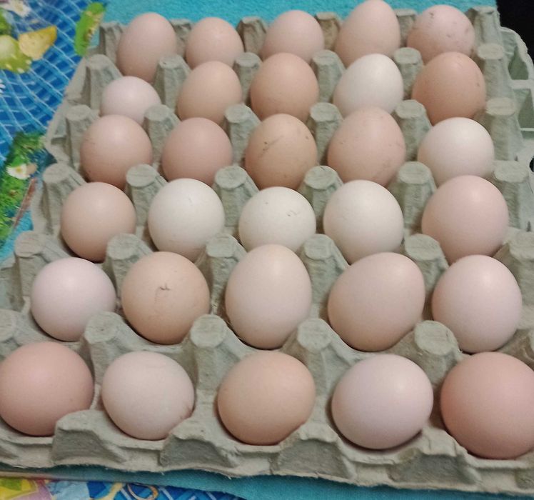 vand oua de gaina frezat