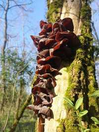 Ciuperci Urechi de lemn Bio terapeutice