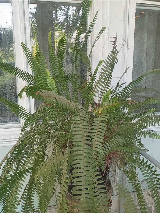 Крассула, кливия, алоэ вера, папоротник, мушканбар гули кучатлари