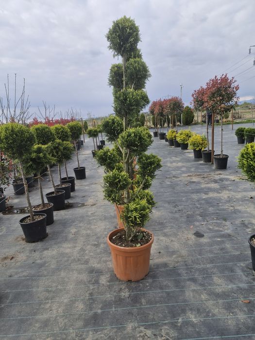 Tuia leylandii super oferta gazon rulou sport rustic