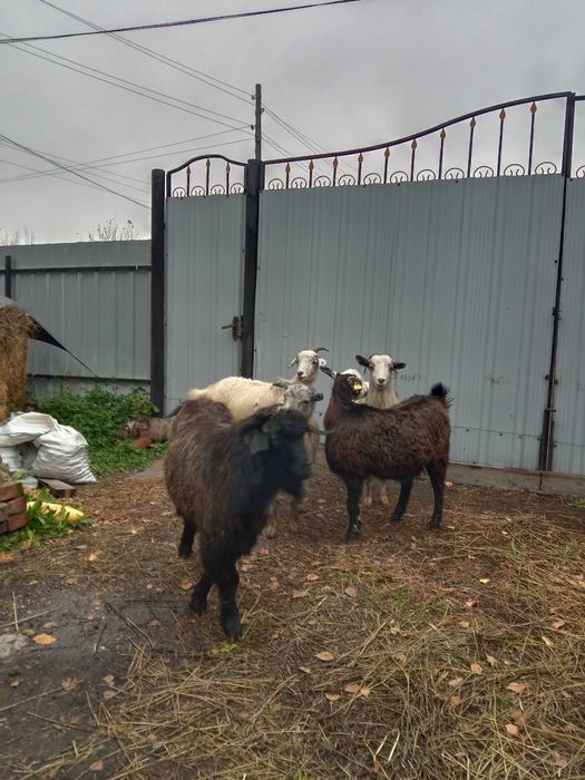 Продам 4 козы и козла