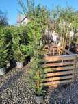 Leylandii 150cm ghiveci 5l
