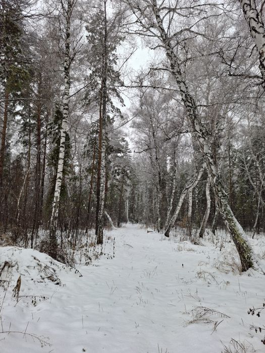 Сдам в аренду дом в Щучинске прям в лесу