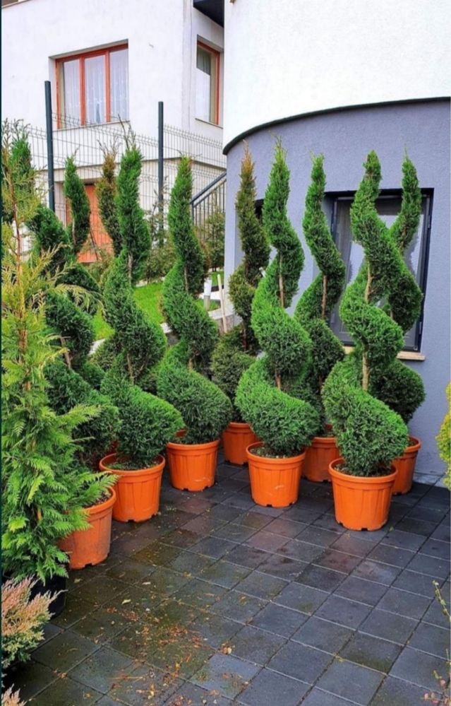 Tuia smarald , columna , ilex , spirala , pom pon .