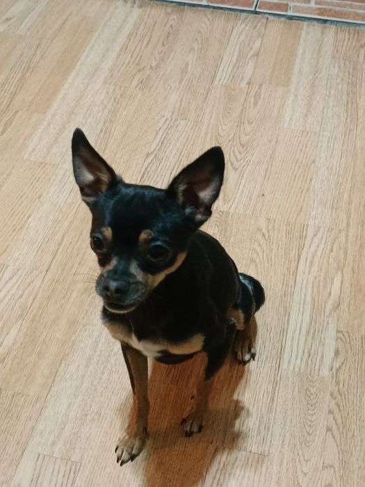 Кабель тойтерьер