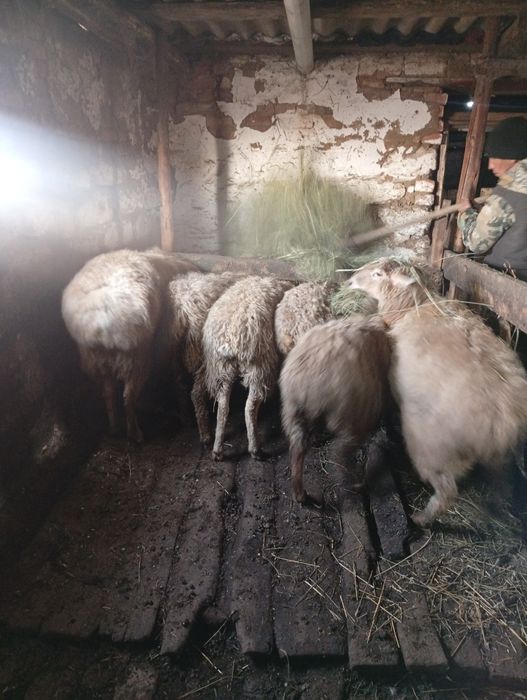 Продам 6 голов курдючныйх баран