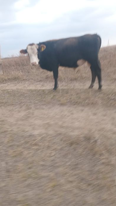 Бұқалар сатылады