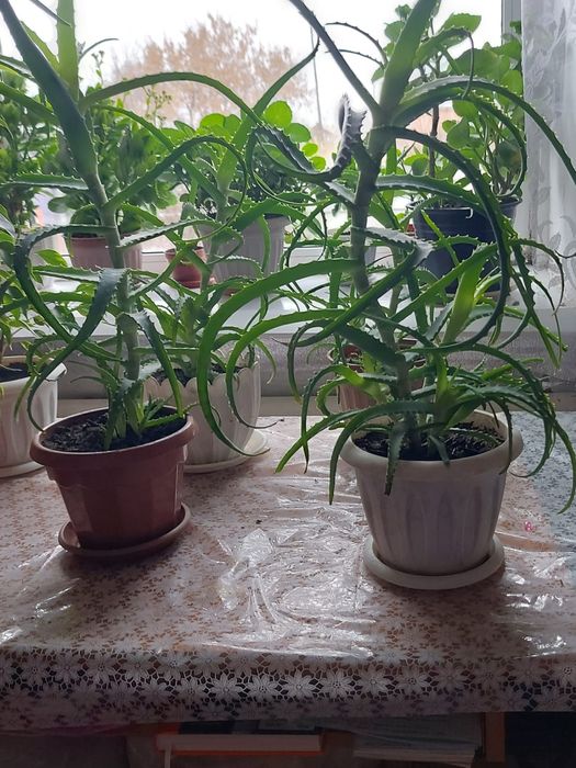 Лечебный  цветок алоэ