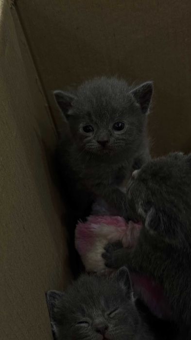 British shorthair