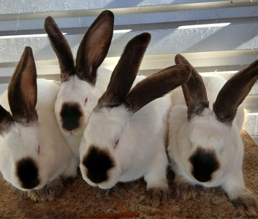 Vând iepuri uriaș de Transilvania