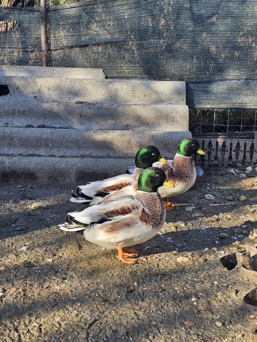 Rățoi pitici olandezi