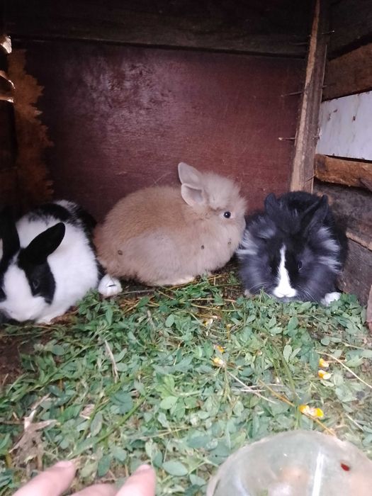 Vând iepuri de rasă cap de leu