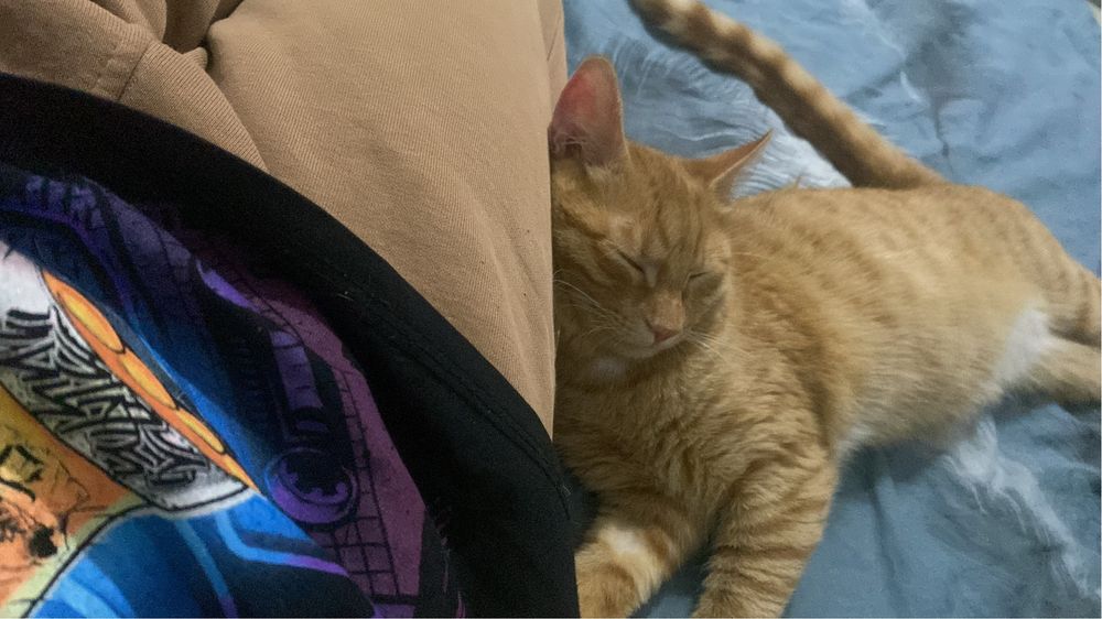 Котик в добрые руки