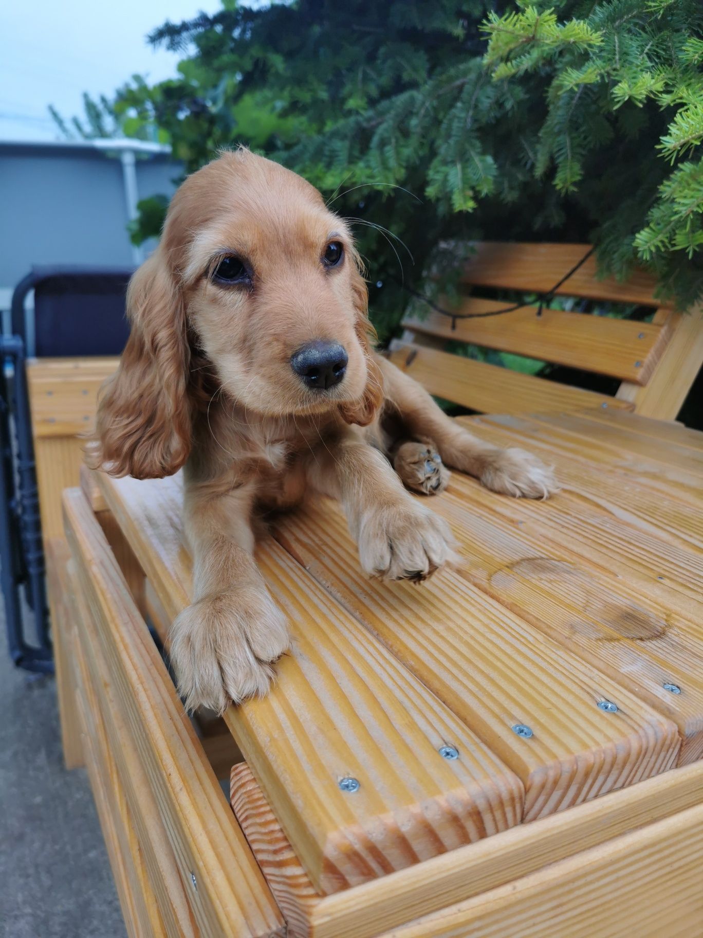 Puiuț cocker spaniel