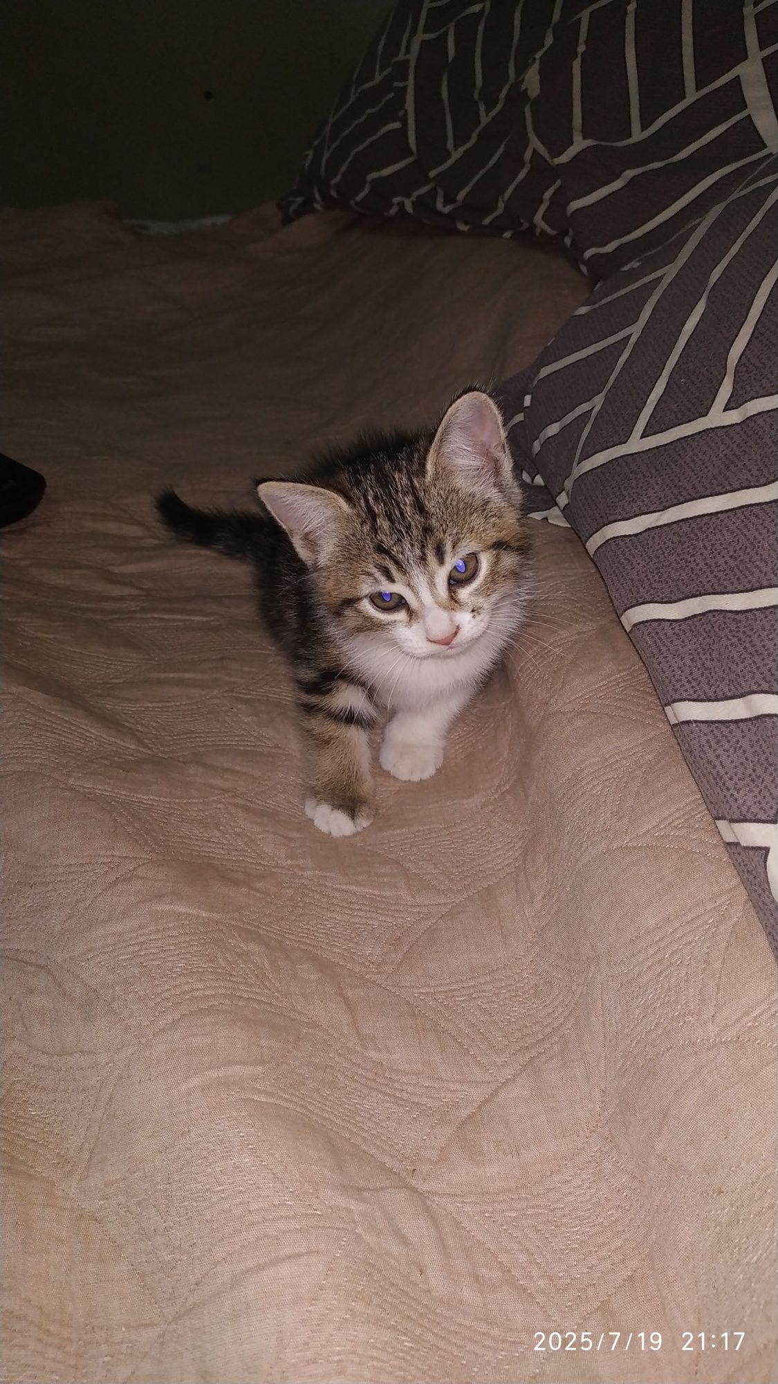 Котята , Продаются.